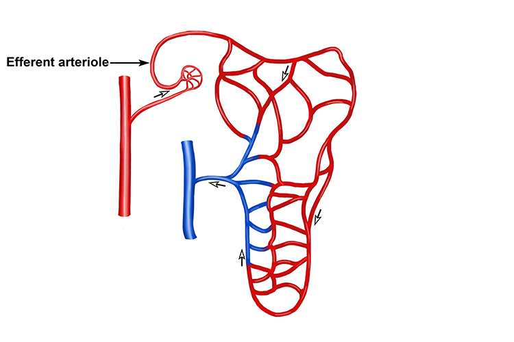 The efferent arteriole carries the red blood cells from the glomerulus